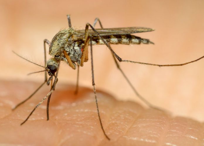 zika-guinea
