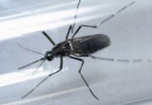 Alerta máxima en Hong Kong por primer caso de zika