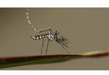 Jamaica confirma primer caso de zika