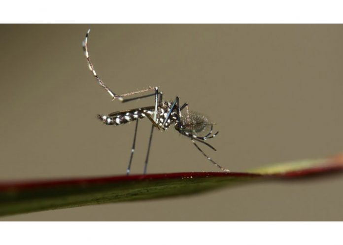zika-jamaica
