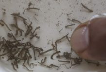 Honduras: surge primer caso de neuropatía asociado al zika