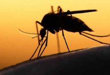 Florida: Piden más recursos para contener el zika