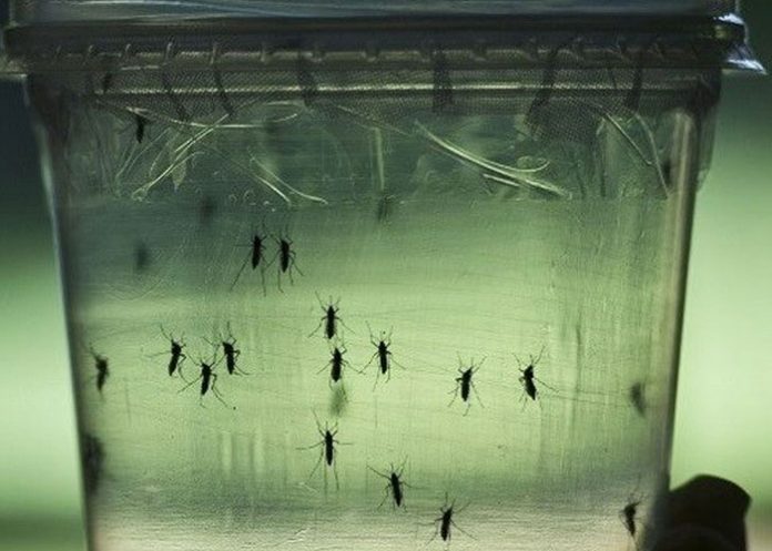 zika1