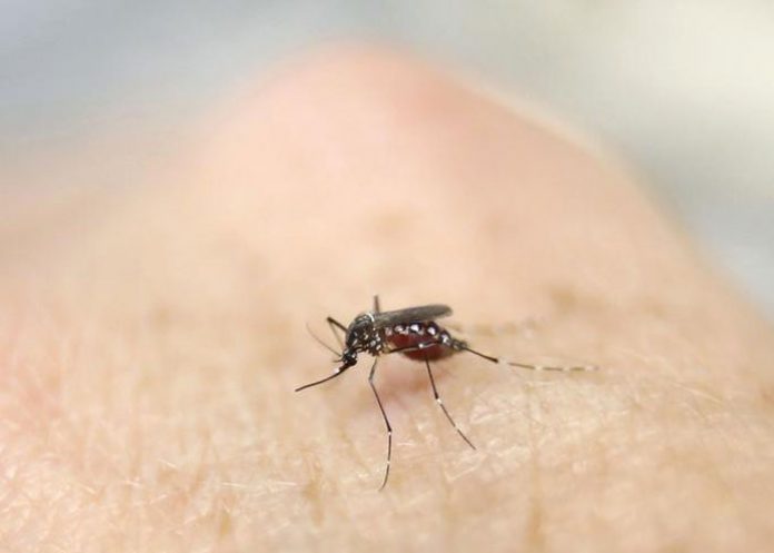 zika12