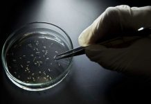Declaran emergencia por los virus del Zika y del dengue en Hawái
