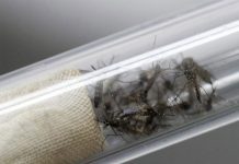 Científicos chinos decodifican secuencia genética de virus Zika importado