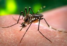 EEUU analizará toda la sangre donada en busca de Zika