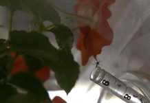 Confirman cuatro casos autóctonos de virus zika en Miami