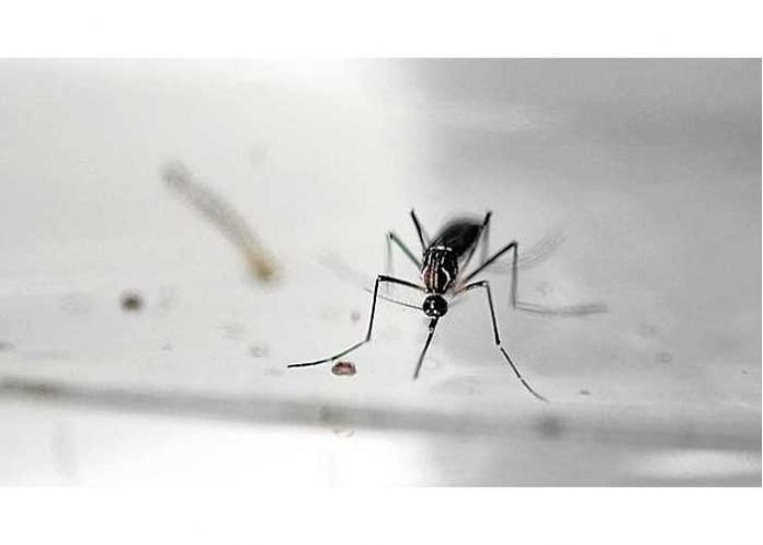zika3