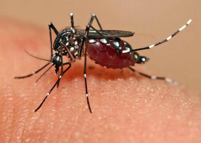 zika5