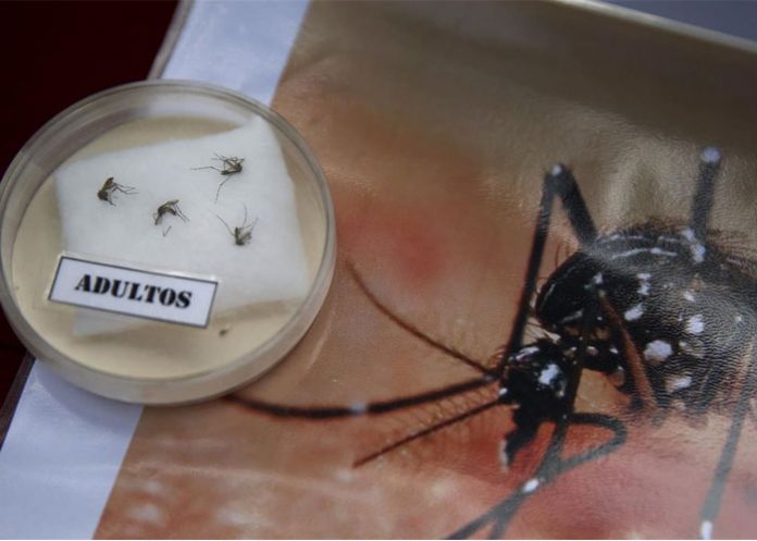 zika6