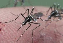 Sospechan de primer caso de zika en Argentina