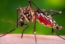 Recomiendan posponer embarazo a personas con Zika