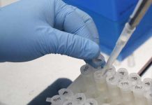 Primeros resultados positivos de vacuna contra el zika