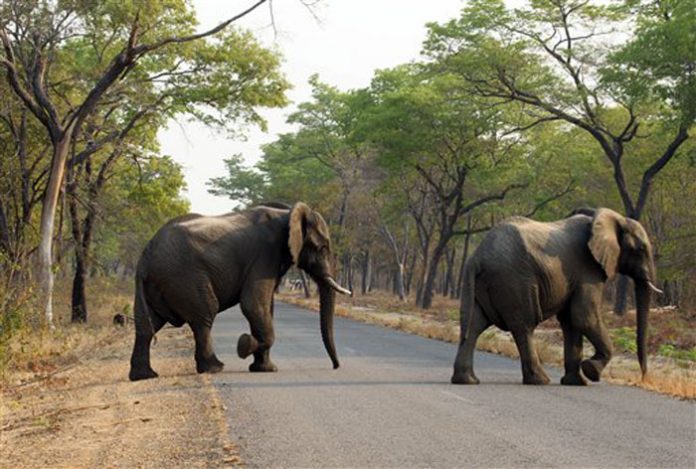zimbabueelefant