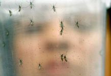 Ticos desconocen aún los síntomas del zika
