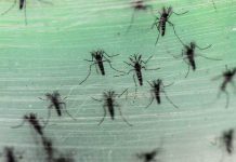 EEUU: primer caso de muerte vinculado al zika en Puerto Rico