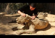Zoológico más triste del mundo exhibe animales víctimas de guerra