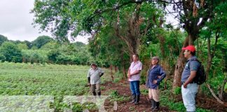nicaragua, isla de ometepe, bono, frijol,
