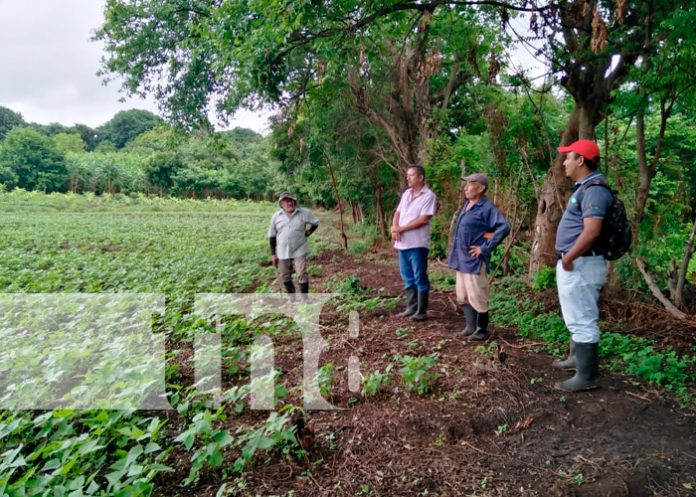 nicaragua, isla de ometepe, bono, frijol,