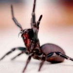 El veneno de esta araña repara los corazones que han sufrido ataques cardíacos ciencia, estudio, veneno, paros cardiacos, medicamento
