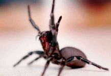El veneno de esta araña repara los corazones que han sufrido ataques cardíacos ciencia, estudio, veneno, paros cardiacos, medicamento