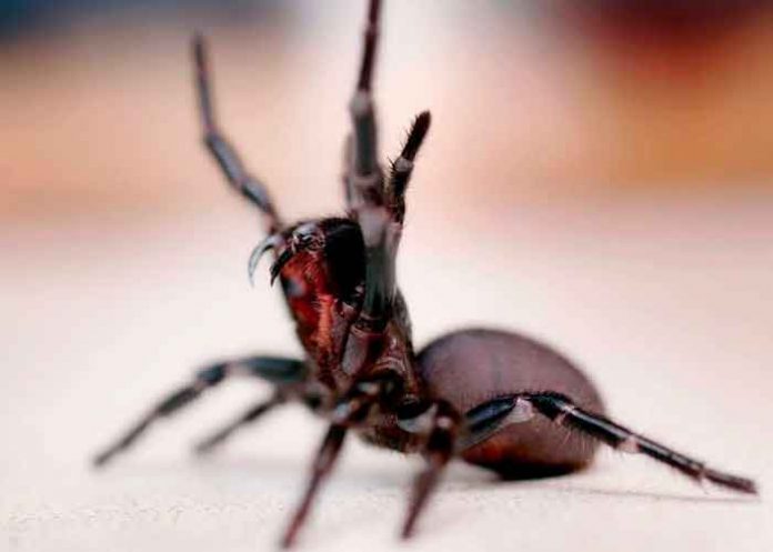 ciencia, estudio, veneno, paros cardiacos, medicamento