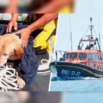 Perro que nadaba en medio del mar fue rescatado por salvavidas tendencia, Inglaterra, perro, bote salvavidas,