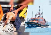 Perro que nadaba en medio del mar fue rescatado por salvavidas tendencia, Inglaterra, perro, bote salvavidas,