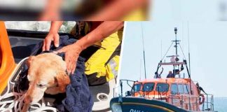 tendencia, Inglaterra, perro, bote salvavidas,
