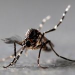 EE.UU: Descubren a mosquitos capaces de paralizar a los humanos estados unidos, arizona, mosquitos, Illinois,