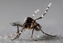 EE.UU: Descubren a mosquitos capaces de paralizar a los humanos estados unidos, arizona, mosquitos, Illinois,