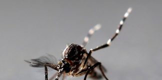 estados unidos, arizona, mosquitos, Illinois,