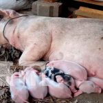 El patio saludable un modelo con mucho éxito en la comunidad Las Pitas, Boaco boaco, patio saludable, mefcca, acompañamiento, diversidad