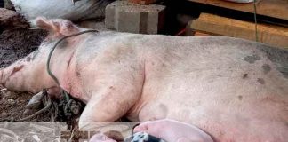 boaco, patio saludable, mefcca, acompañamiento, diversidad
