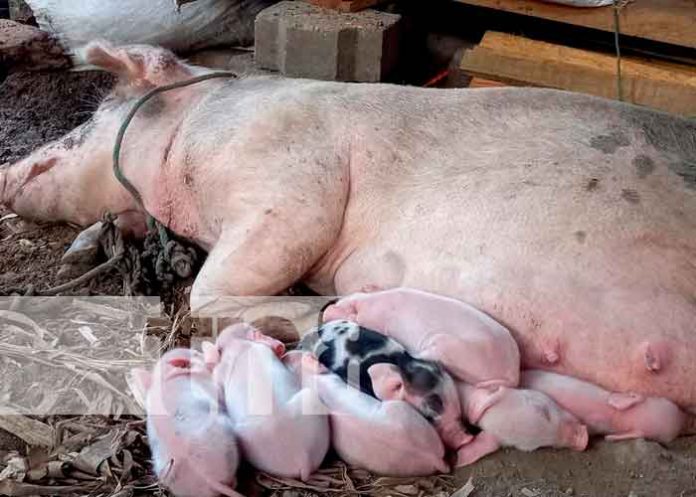 boaco, patio saludable, mefcca, acompañamiento, diversidad