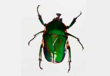 Expertos hallan una nueva especie de escarabajo en Bolivia ciencia, nueva especie, descubrimiento, escarabajo, bolivia