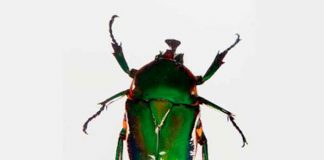ciencia, nueva especie, descubrimiento, escarabajo, bolivia