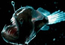Descubren asombrosa especie de pez de la época de los dinosaurios ciencia, pez, nueva especie, descubrimiento, caracteristicas