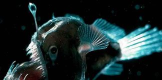 ciencia, pez, nueva especie, descubrimiento, caracteristicas