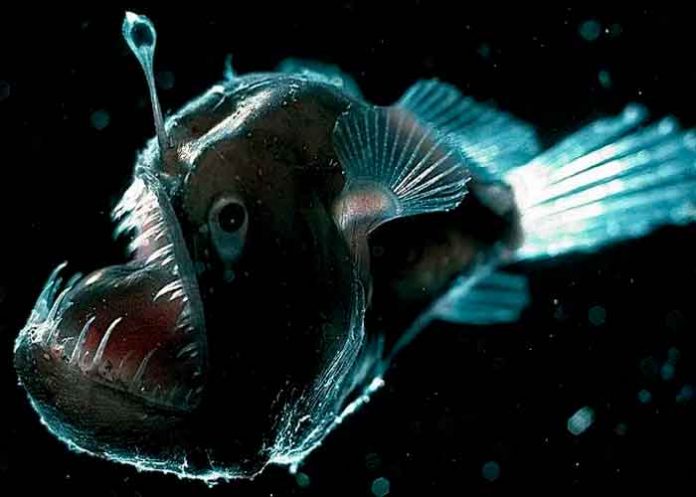 11.4 ciencia, pez, nueva especie, descubrimiento, caracteristicas