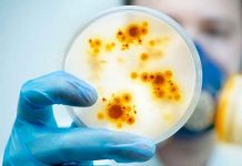 Descubren nuevos virus de 15.000 años de antigüedad en glaciares de China ciencia, virus, china, descubrimiento, estudio