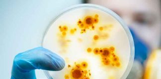 ciencia, virus, china, descubrimiento, estudio