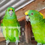 nicaragua, jalapa, zoocriaderos, extintos,