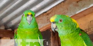 nicaragua, jalapa, zoocriaderos, extintos,