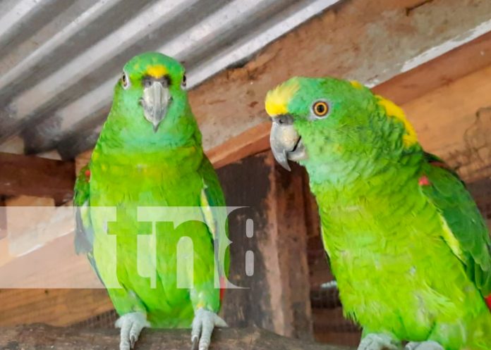 nicaragua, jalapa, zoocriaderos, extintos,