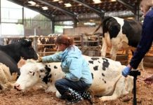 Los microbios del estómago de las vacas pueden destruir plástico, según estudio ciencia, estudio, microbios, estomago de las vacas, plasticos