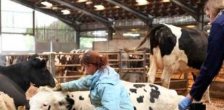 ciencia, estudio, microbios, estomago de las vacas, plasticos