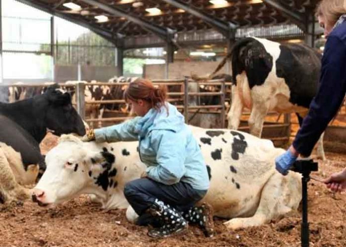 3 ciencia, estudio, microbios, estomago de las vacas, plasticos