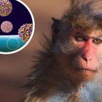 salud, virus del mono b, sintomas, contagio, china